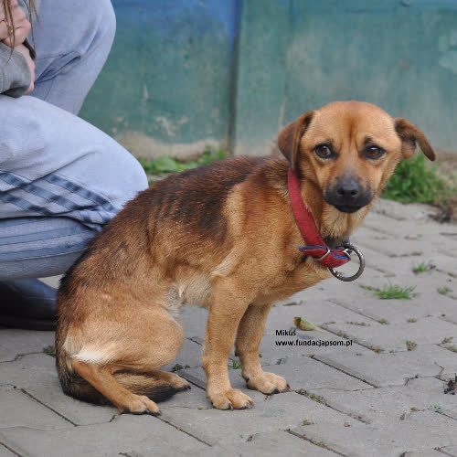 Psy ze schroniska do adopcji MIkuś