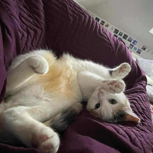 Koty ze schroniska do adopcji Athena