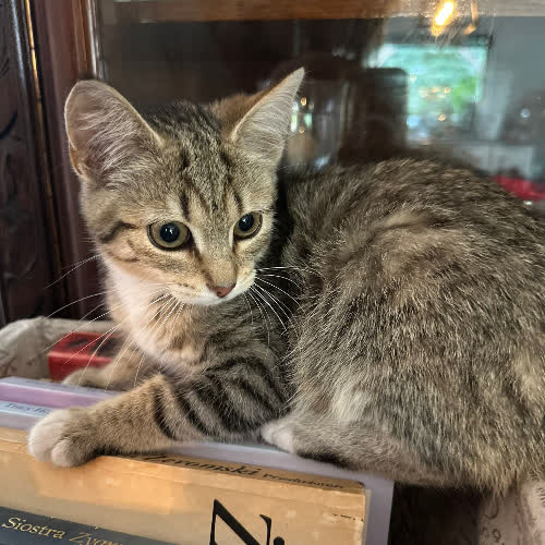 Koty ze schroniska do adopcji Frida