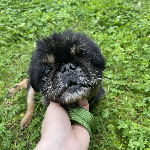 Psy ze schroniska do adopcji Raguś