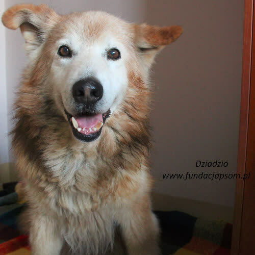 Psy ze schroniska do adopcji Dziadzio