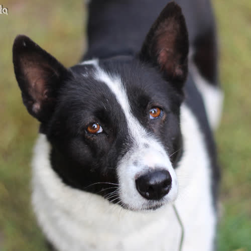 Psy ze schroniska do adopcji Łajka