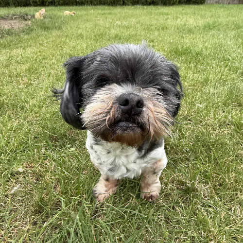 Psy ze schroniska do adopcji Babcia