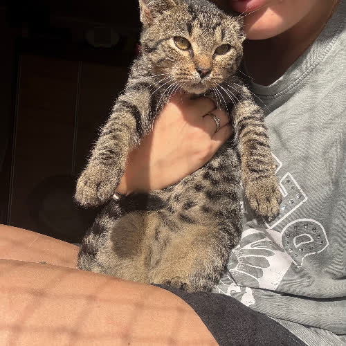 Koty ze schroniska do adopcji Miecio