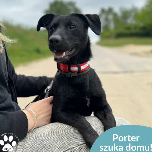 Psy ze schroniska do adopcji Porter