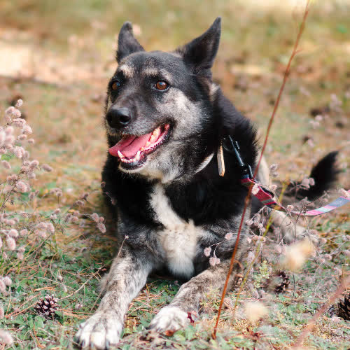 Psy ze schroniska do adopcji Lena