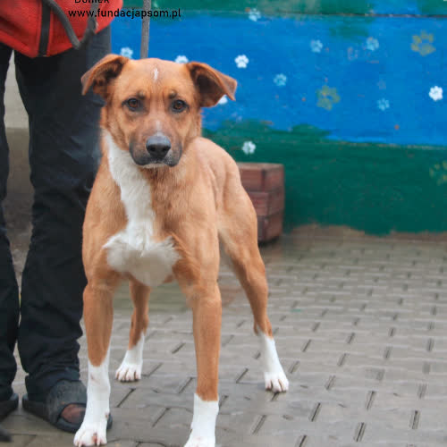 Psy ze schroniska do adopcji Doniek