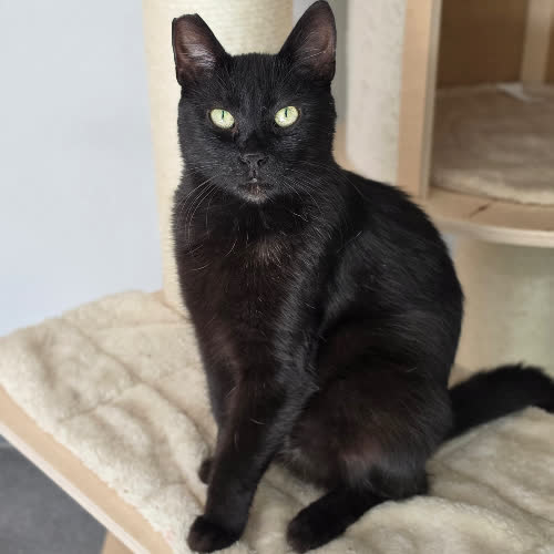 Koty ze schroniska do adopcji Palma