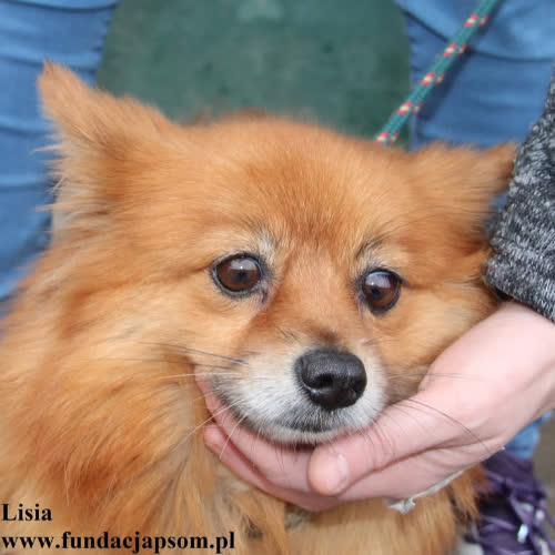 Psy ze schroniska do adopcji Lisia
