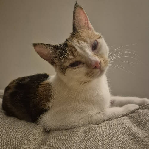 Kira