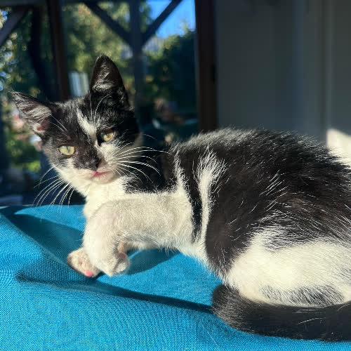 Koty ze schroniska do adopcji Termianin