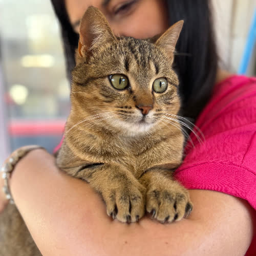 Koty ze schroniska do adopcji Puszek