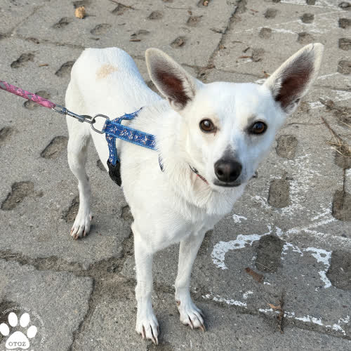 Psy ze schroniska do adopcji Morsik