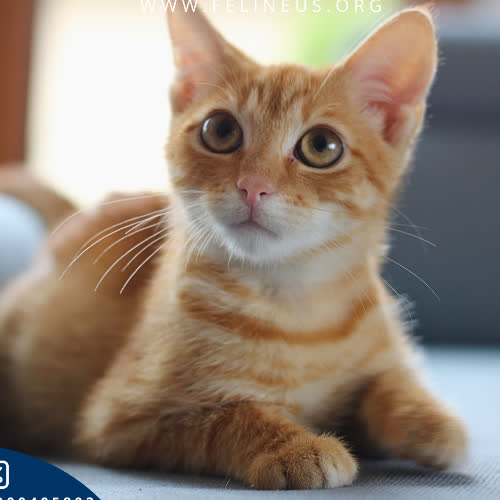 Koty ze schroniska do adopcji Bastian