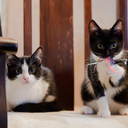 Koty ze schroniska do adopcji Benuś i Bonisia 