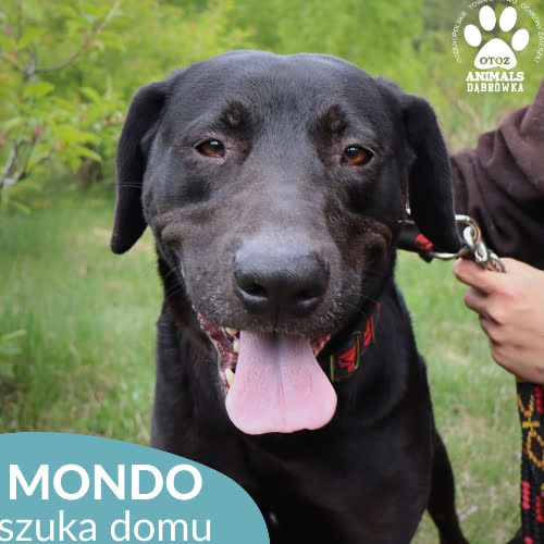 Mondo