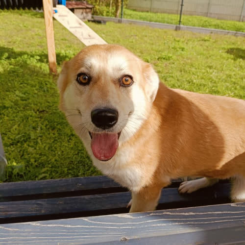 Psy ze schroniska do adopcji Trisa