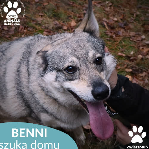 Benni
