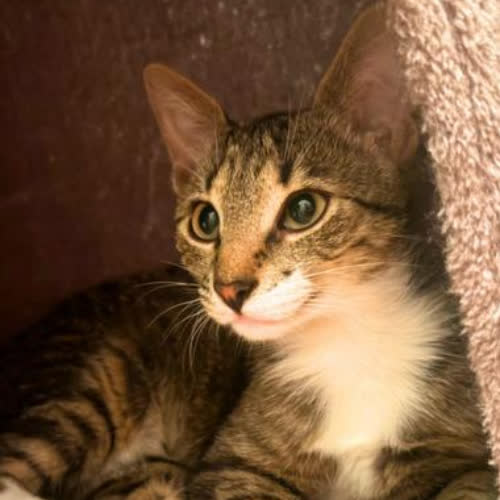 Koty ze schroniska do adopcji Saya