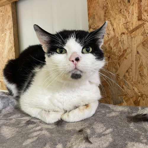 Koty ze schroniska do adopcji Mścisław Pierwszy