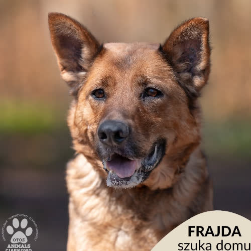 Frajda