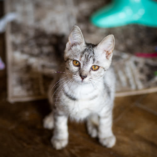 Lola
