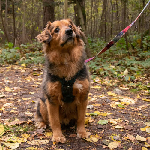 Psy ze schroniska do adopcji Snickers