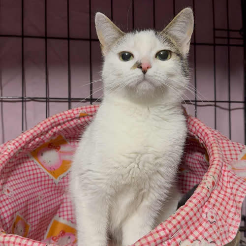 Koty ze schroniska do adopcji Śnieżka
