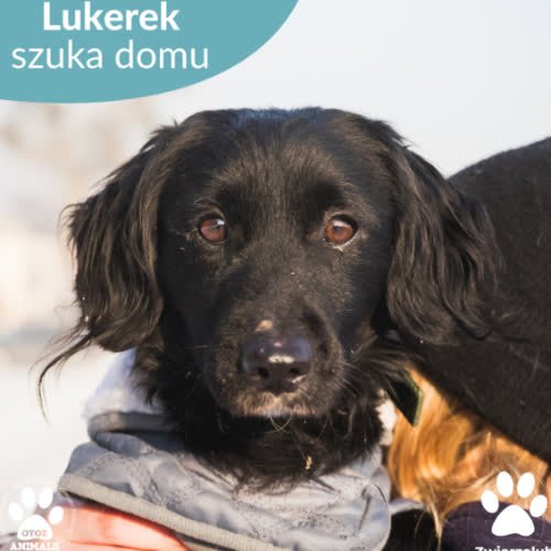 Psy ze schroniska do adopcji Lukerek