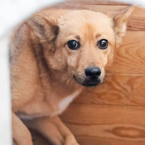 Psy ze schroniska do adopcji Franek