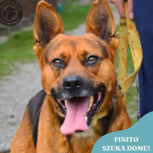 Psy ze schroniska do adopcji Finito