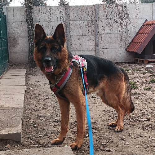 Psy ze schroniska do adopcji Diego 