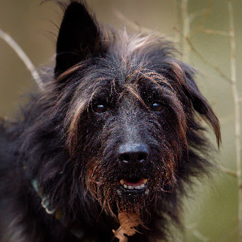 Psy ze schroniska do adopcji Dewil