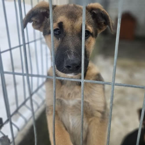 Psy ze schroniska do adopcji Szakira