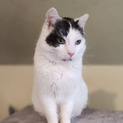 Koty ze schroniska do adopcji Dante