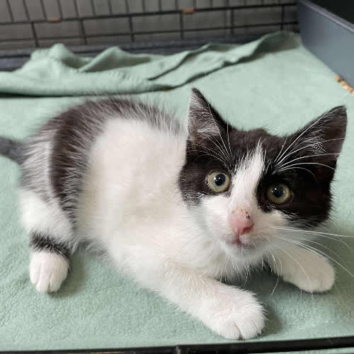 Koty ze schroniska do adopcji Marcinek