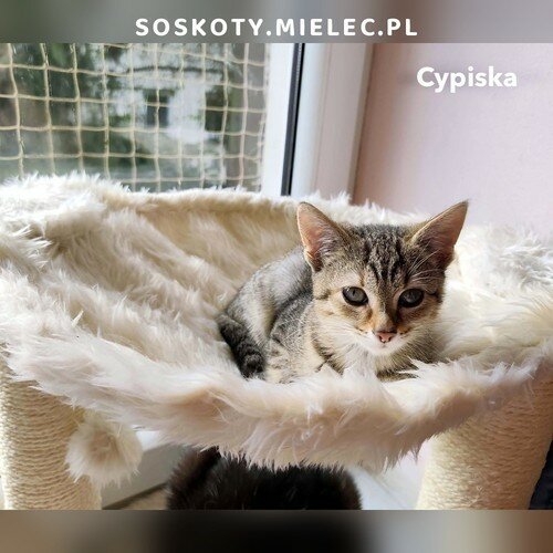 Cypiska