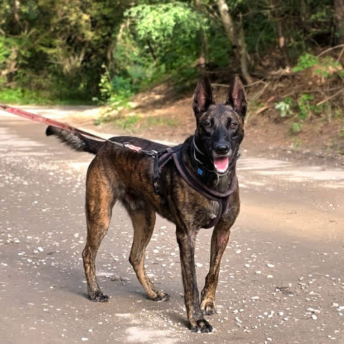 Psy ze schroniska do adopcji Drago