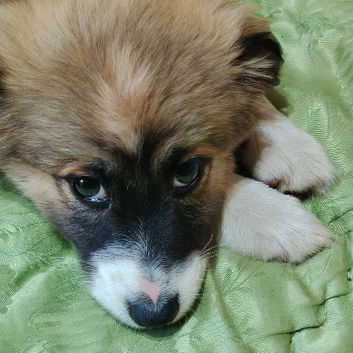 Dori