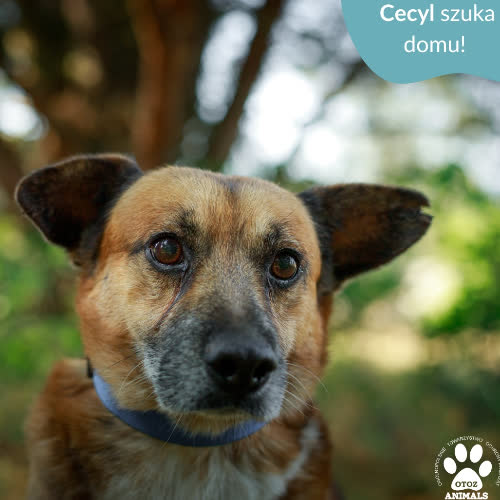 Psy ze schroniska do adopcji Cecyl