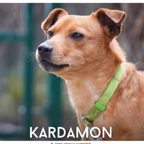 Psy ze schroniska do adopcji Kardamon
