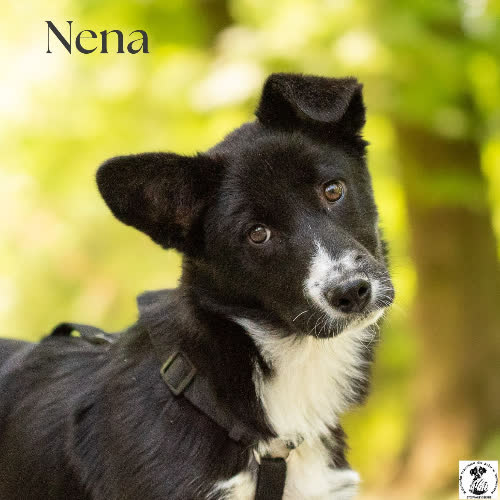 Pojętna NENA 