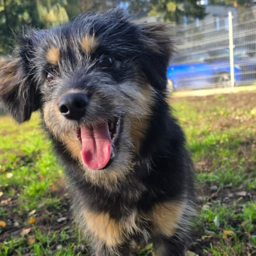 Psy ze schroniska do adopcji Molly 