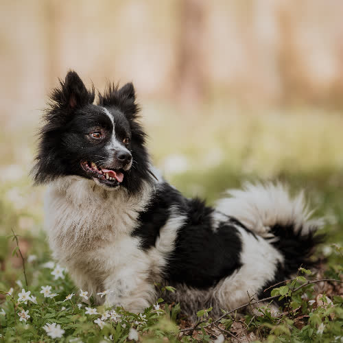 Psy ze schroniska do adopcji Szczepan