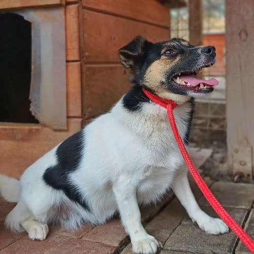 Psy ze schroniska do adopcji Suzi