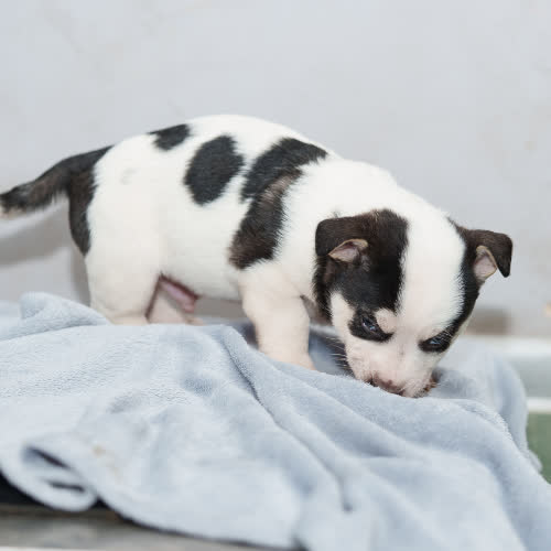 Psy ze schroniska do adopcji Szczeniak w łatki