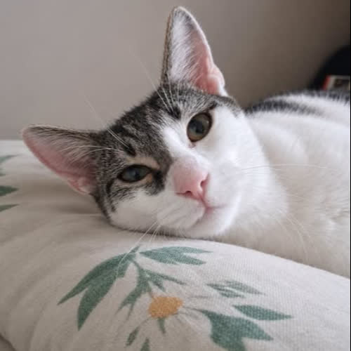 Koty ze schroniska do adopcji Leon