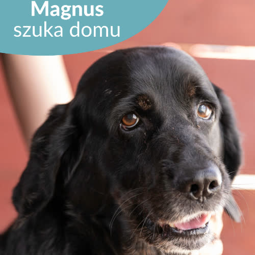 Psy ze schroniska do adopcji Magnus