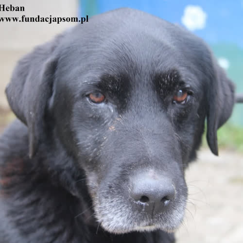 Psy ze schroniska do adopcji Heban