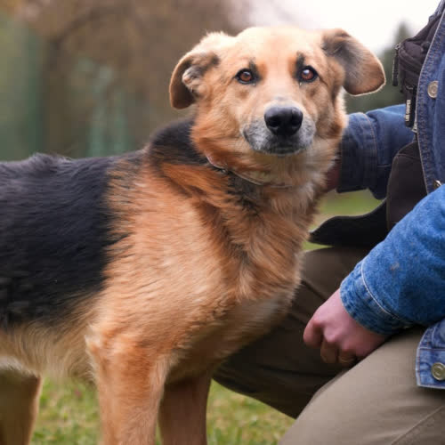 Psy ze schroniska do adopcji Bob